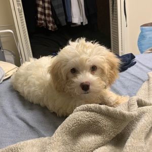 Meet your Posher, Kali